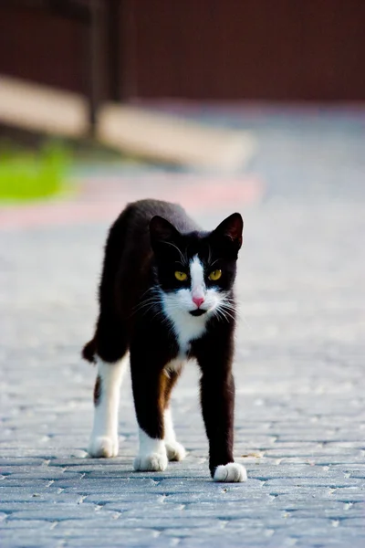이름 없는 고양이 — 스톡 사진