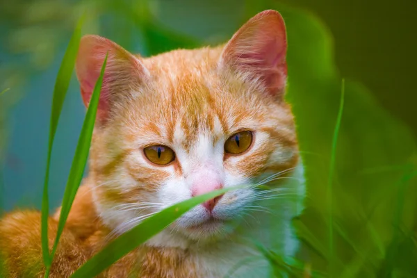 Cat without name — Stock Photo, Image