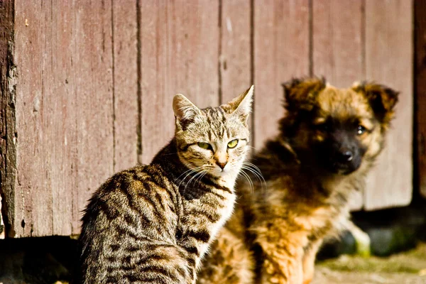 Isim vermeden kedi — Stok fotoğraf