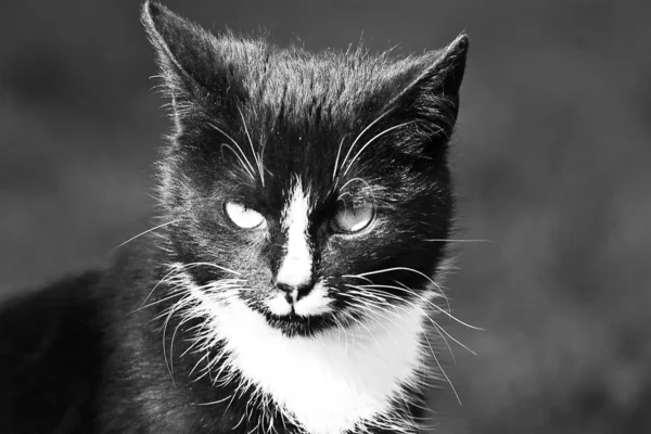 Gato sem nome — Fotografia de Stock