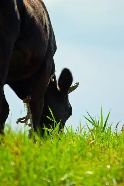 Cabeça de vaca — Fotografia de Stock