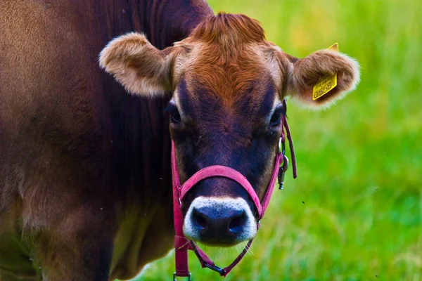牛の頭 — ストック写真