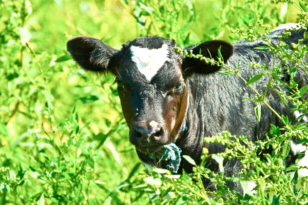 Głowa krowy — Zdjęcie stockowe