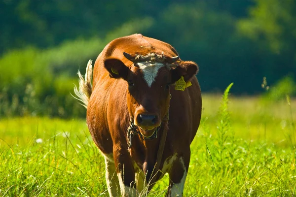 Kráva hlava — Stock fotografie