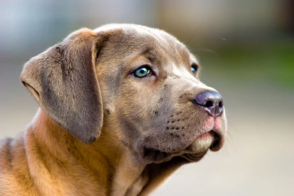 Cane senza nome — Foto Stock