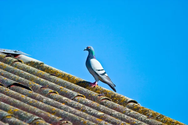 stock image Wild dove