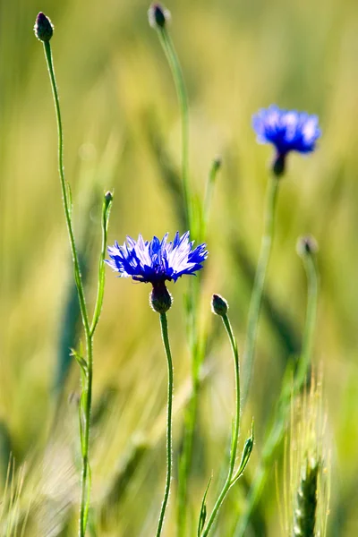 Wild flowers — Stock Photo, Image
