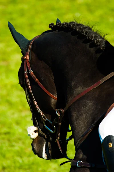 Horse — Stock Photo, Image
