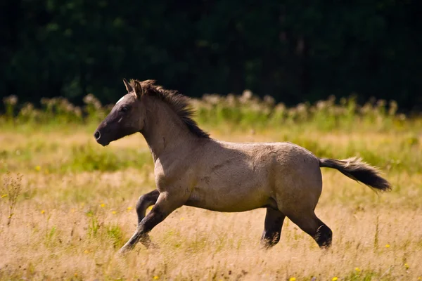 stock image Horse