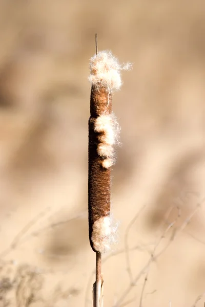 Iarbă sălbatică — Fotografie, imagine de stoc
