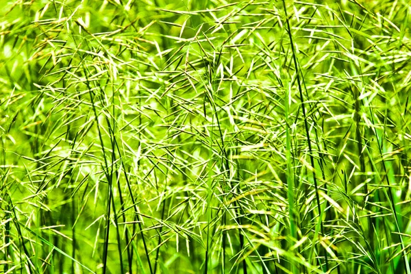 Дикая трава — стоковое фото