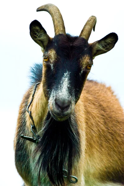 stock image Goat