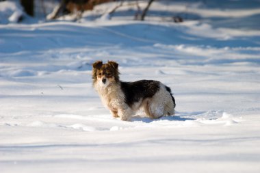 köpek isim vermeden