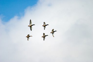Wild ducks flying clipart