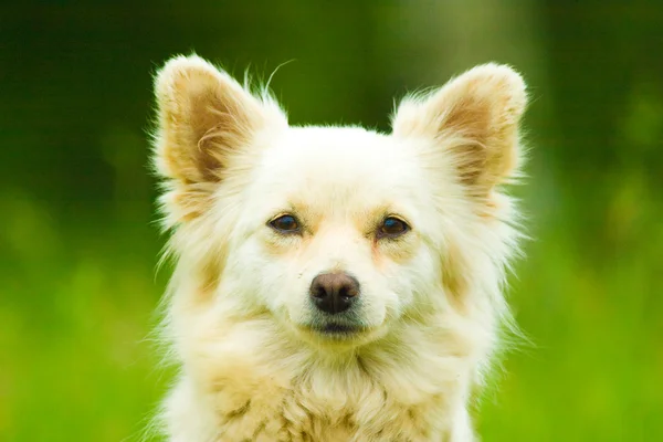Dog without name — Stock Photo, Image