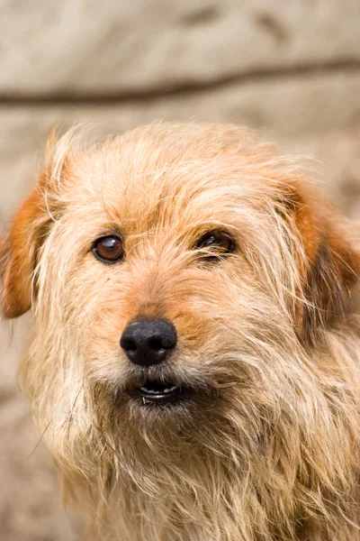 Dog without name — Stock Photo, Image