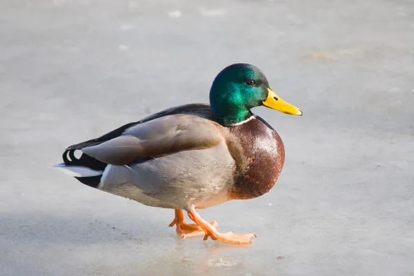 stock image Wild ducks