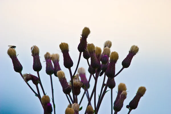 野生の花 — ストック写真