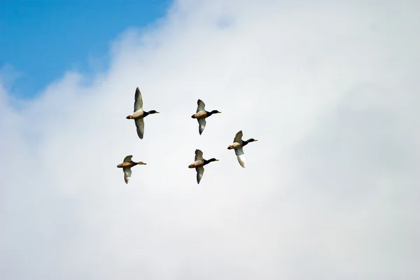 Patos selvagens voando — Fotografia de Stock