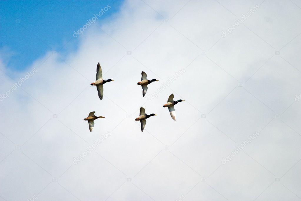 Wild ducks flying
