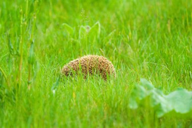 Hedgehod