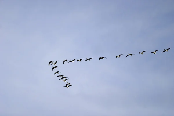 stock image Wild birds flighting