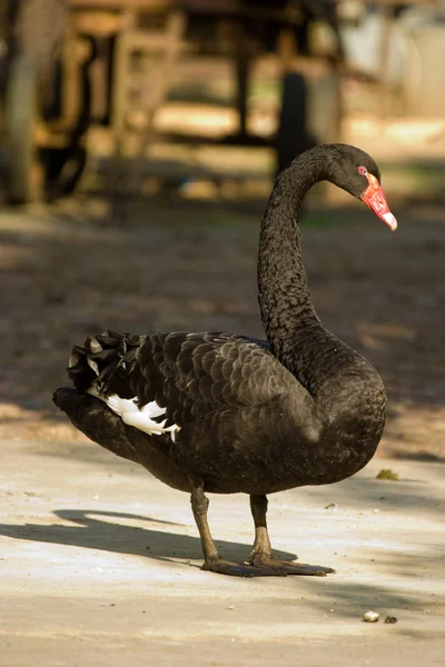 Wilde vogels — Stockfoto