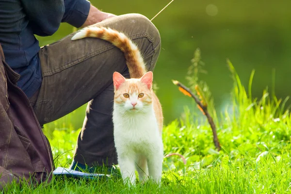 Cat without name — Stock Photo, Image