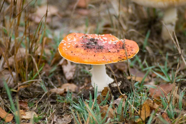 stock image Mushrooms