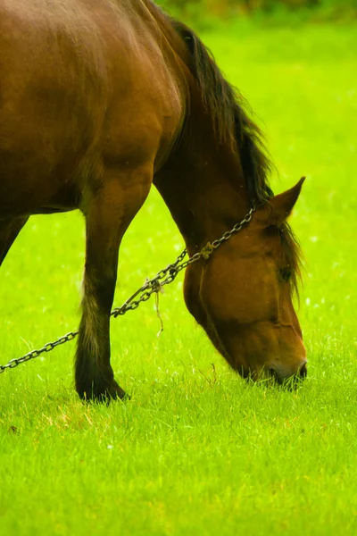 stock image Horse