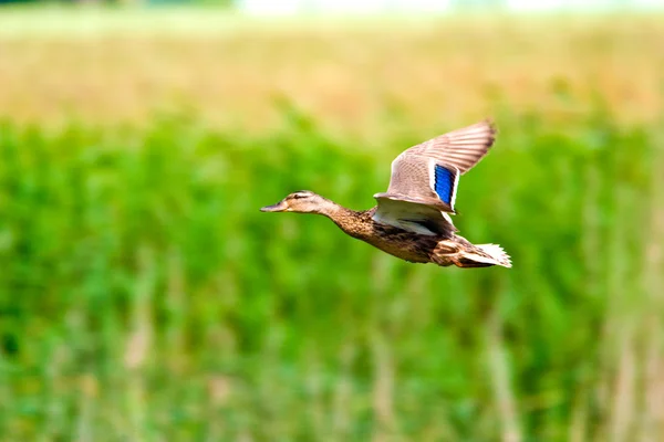 stock image Wild bird