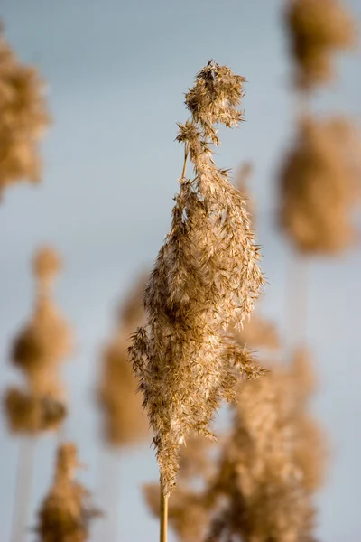 Hierba silvestre — Foto de Stock