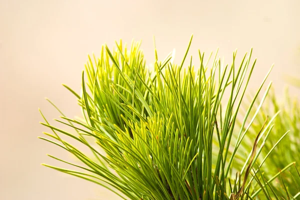 Grüne Pflanze — Stockfoto