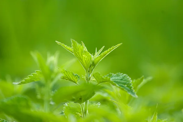 Planta verde —  Fotos de Stock