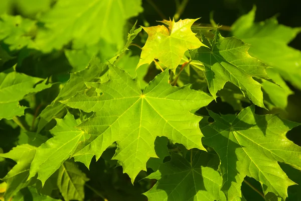 stock image Wild plant