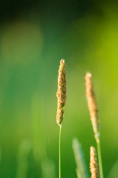 Yabani bitki — Stok fotoğraf