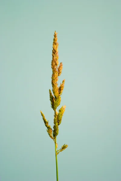 Vadon élő növény — Stock Fotó
