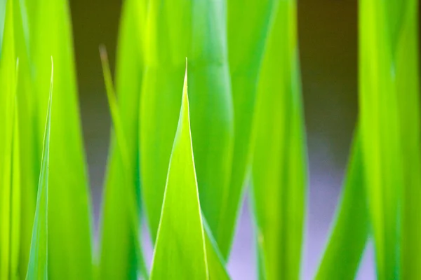 Πράσινο φυτό — Φωτογραφία Αρχείου