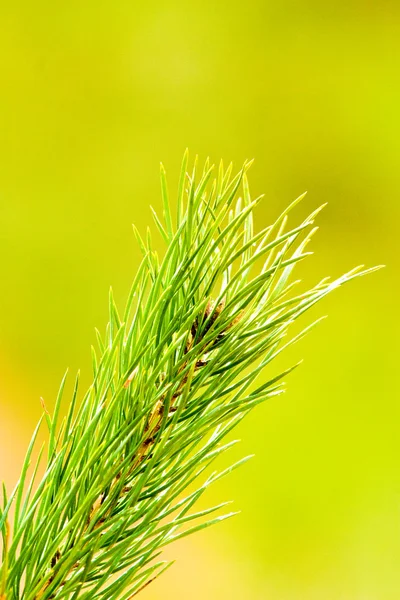 Πράσινο δέντρο — Φωτογραφία Αρχείου