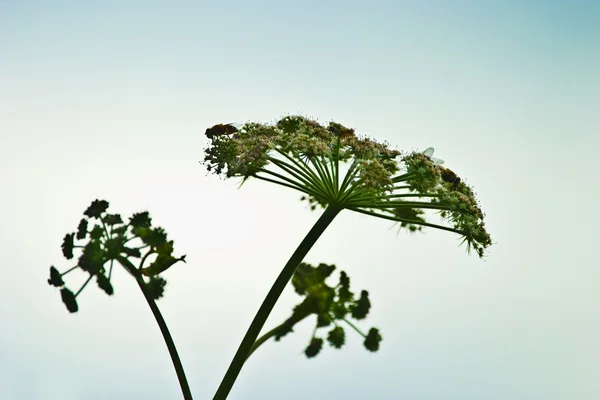야생 식물 — 스톡 사진