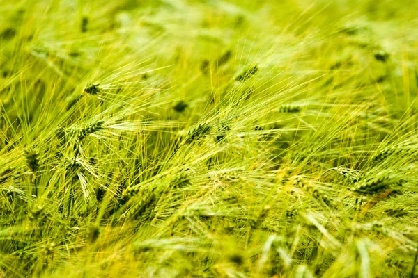 Grön växt — Stockfoto