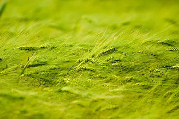 Pianta verde — Foto Stock