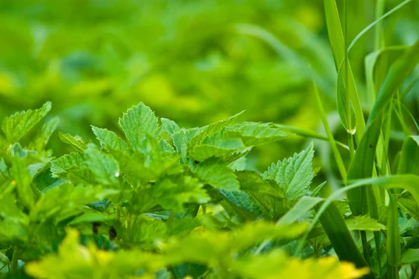 stock image Wild plant