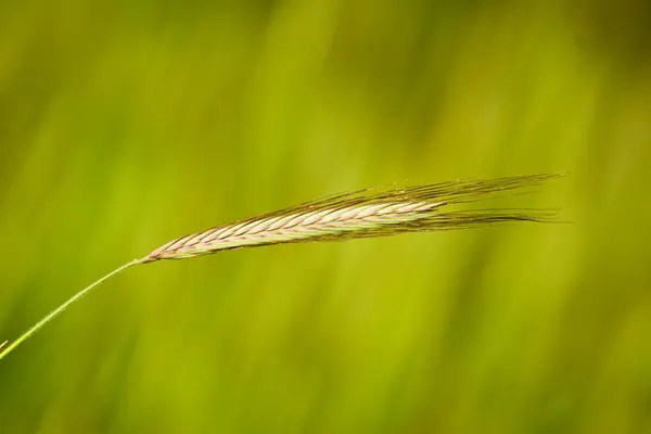 Planta selvagem — Fotografia de Stock