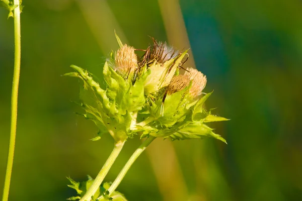 Wild plant — Stock Photo, Image