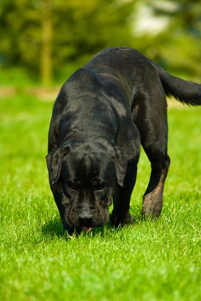 Hund benannte Kraft — Stockfoto