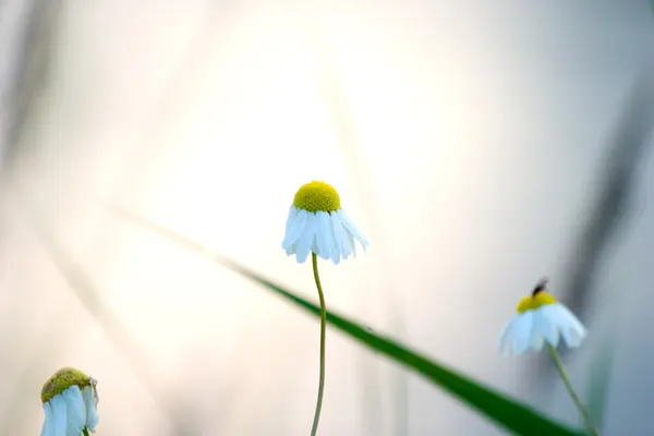 Польові квіти — стокове фото