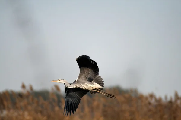 Rate sălbatice care zboară — Fotografie, imagine de stoc
