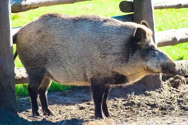 猪 — ストック写真