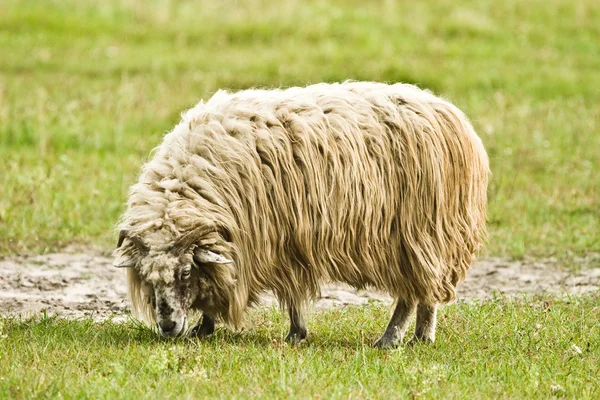 Schafe — Stockfoto